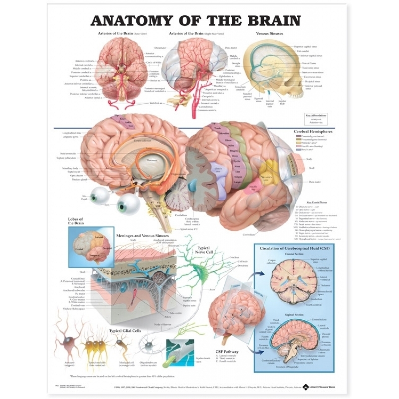 Anatomy of the Brain Chart (52x70cm) With Special Rigid Lamination and Plastic Rollers