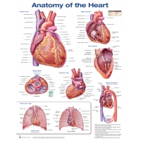 Secondary School Anatomy Models & Charts Bundle– Complete Teaching Set for Students & Teachers