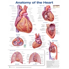 Anatomy of Heart Chart (52x70cm) With Special Rigid Lamination and Plastic Rollers