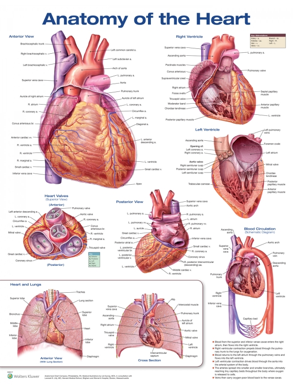 Anatomy of Heart Chart (52x70cm) With Special Rigid Lamination and Plastic Rollers