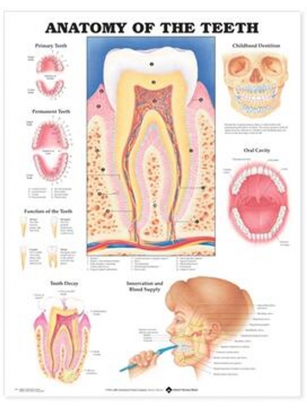 Anatomy Of The Teeth Chart (52x70cm) With Special Rigid Lamination and Plastic Rollers
