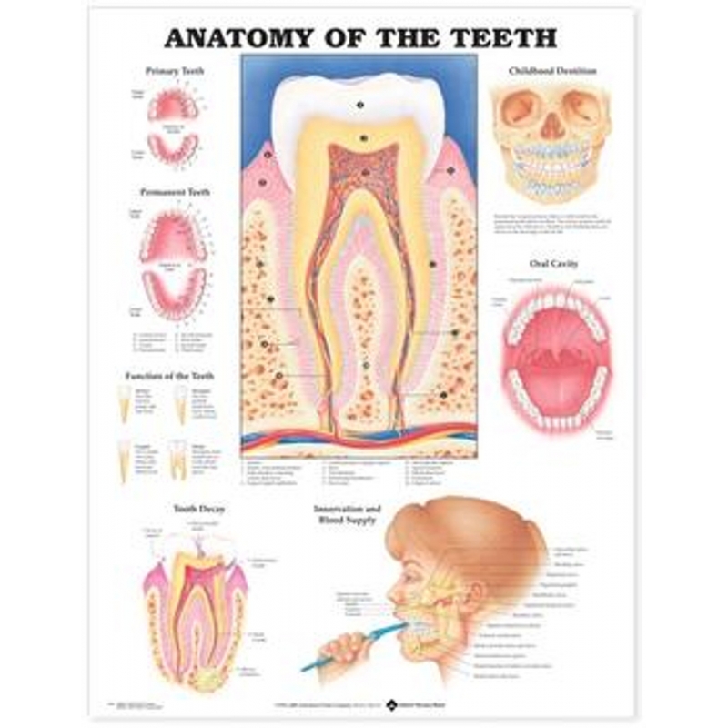 Anatomy Of The Teeth Chart (52x70cm) With Special Rigid Lamination and Plastic Rollers