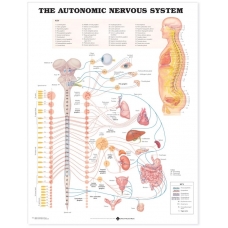 Autonomic Nervous System Chart (52x70cm) With Special Rigid Lamination and Plastic Rollers