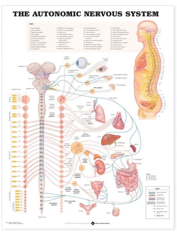 Autonomic Nervous System Chart (52x70cm) With Special Rigid Lamination and Plastic Rollers