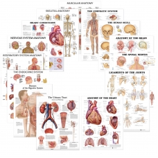 Human Anatomy Charts Bundle – Ultra-Refined Detail (Set of 14) | Myaskro
