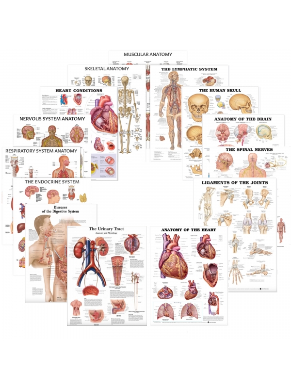 Human Anatomy Charts Bundle – Ultra-Refined Detail (Set of 14) | Myaskro