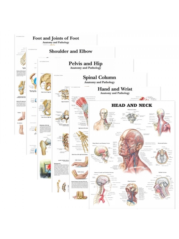 MYASKRO Bundle of Anatomy & Injuries Charts (52cm x 70cm, Thick Glossy Paper| Ultra Refined Resolution)