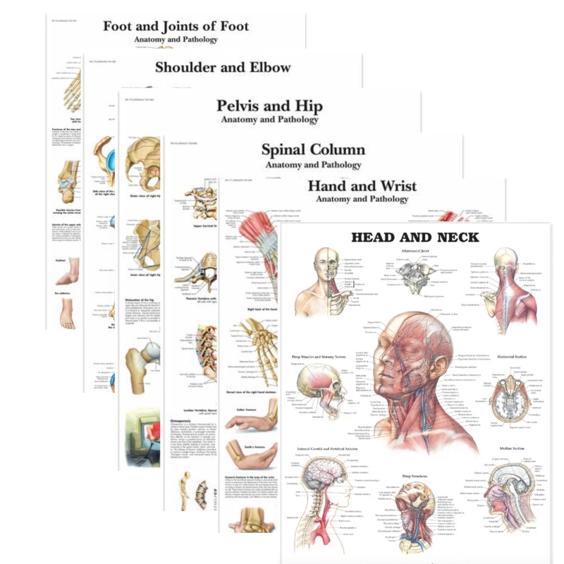 MYASKRO Bundle of Anatomy & Injuries Charts (52cm x 70cm, Thick Glossy Paper| Ultra Refined Resolution)