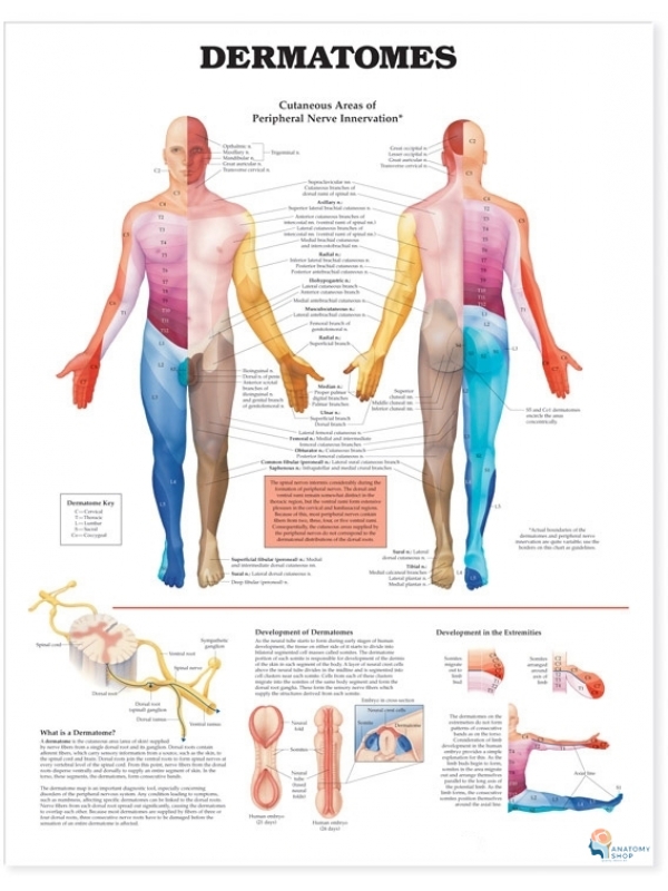 Dermatomes Chart (51x66cm) With Hard Backing, Aluminium Frame & Hanging Hooks