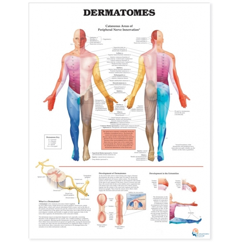 Dermatomes Chart (51x66cm) With Hard Backing, Aluminium Frame & Hanging Hooks