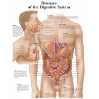 Human Anatomy Charts Bundle – Ultra-Refined Detail (Set of 14) | Myaskro