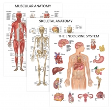 Muscular, Skeletal, and Endocrine System Chart Bundle | Myaskro Muscular, Skeletal, and Endocrine System Chart Bundle | Myaskro