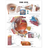 Secondary School Anatomy Models & Charts Bundle– Complete Teaching Set for Students & Teachers