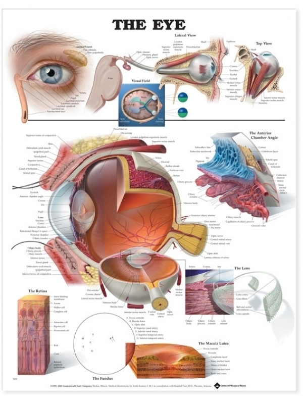 Human Eye Anatomical Chart (52x70cm) With Special Rigid Lamination and Plastic Rollers