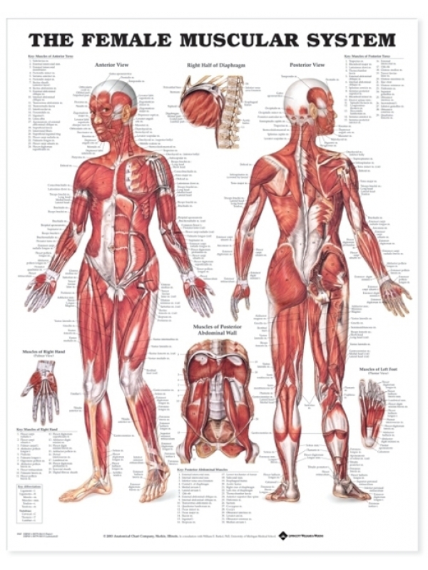 The Female Muscular System Chart (52x70cm) With Special Rigid Lamination and Plastic Rollers