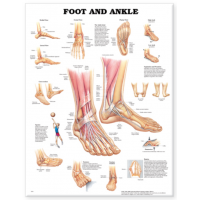 Peripheral Joint Anatomy Bundle - Myaskro