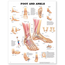 Foot & Ankle Anatomy Chart (52x70cm) With Special Rigid Lamination and Plastic Rollers - Myaskro