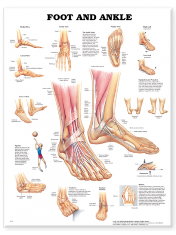 Foot & Ankle Anatomy Chart (52x70cm) With Special Rigid Lamination and Plastic Rollers - Myaskro