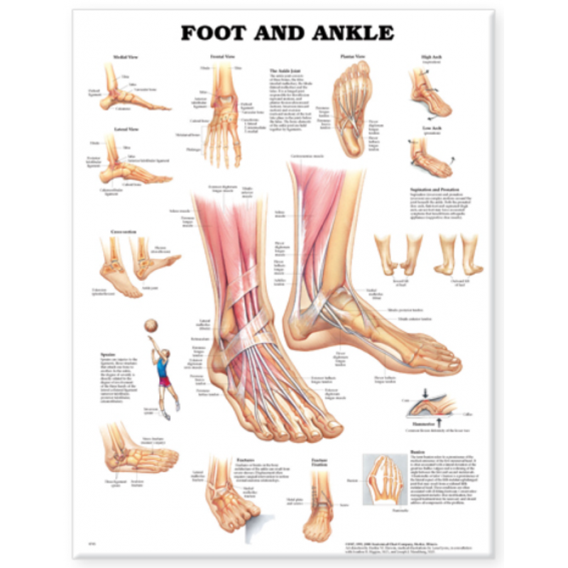 Foot & Ankle Anatomy Chart (52x70cm) With Special Rigid Lamination and Plastic Rollers - Myaskro