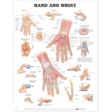 Hand and Wrist Chart (52x70cm) With Special Rigid Lamination and Plastic Rollers