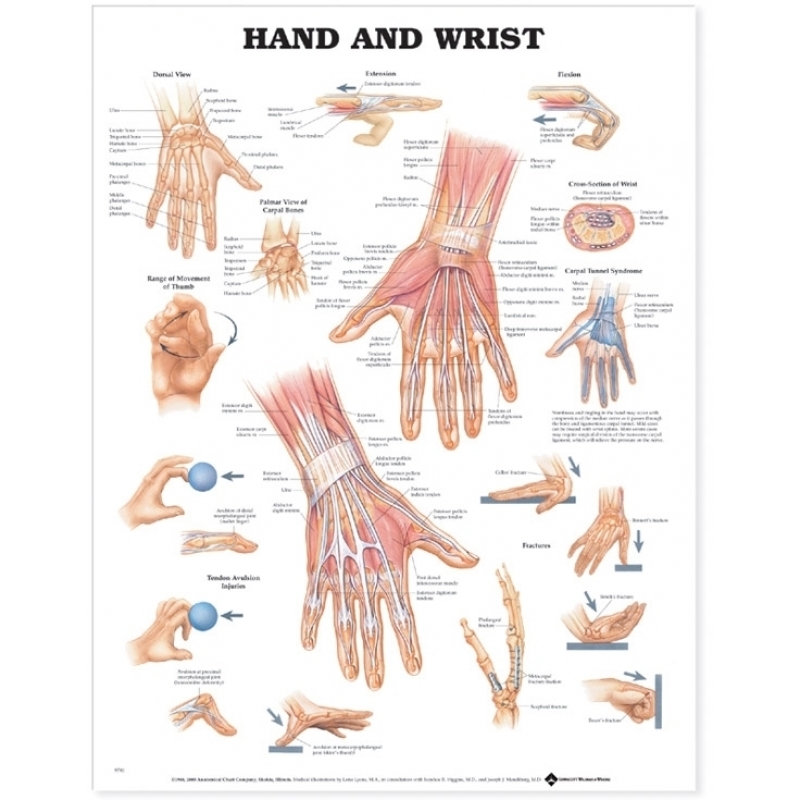 Hand and Wrist Chart (52x70cm) With Special Rigid Lamination and Plastic Rollers