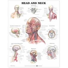 Head and Neck Chart (52x70cm) With Special Rigid Lamination and Plastic Rollers