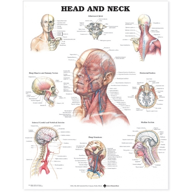 Head and Neck Chart (52x70cm) With Special Rigid Lamination and Plastic Rollers