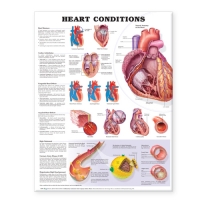 Heart Anatomy Bundle - Myaskro