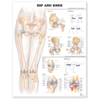 Peripheral Joint Anatomy Bundle - Myaskro