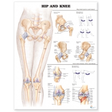 Hip And Knee Chart (51x66cm) With Hard Backing, Aluminium Frame & Hanging Hooks