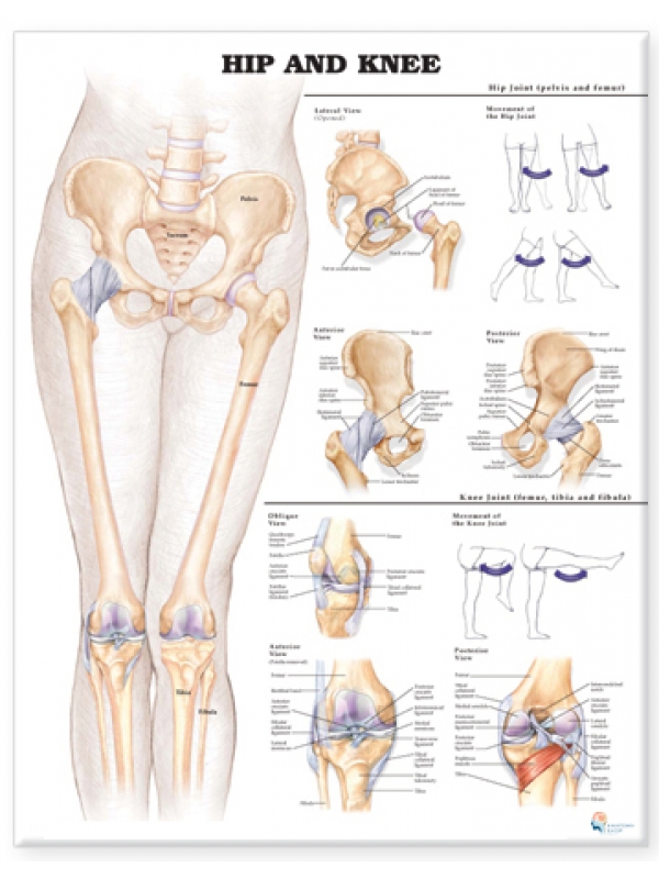 Hip And Knee Chart (51x66cm) With Hard Backing, Aluminium Frame & Hanging Hooks