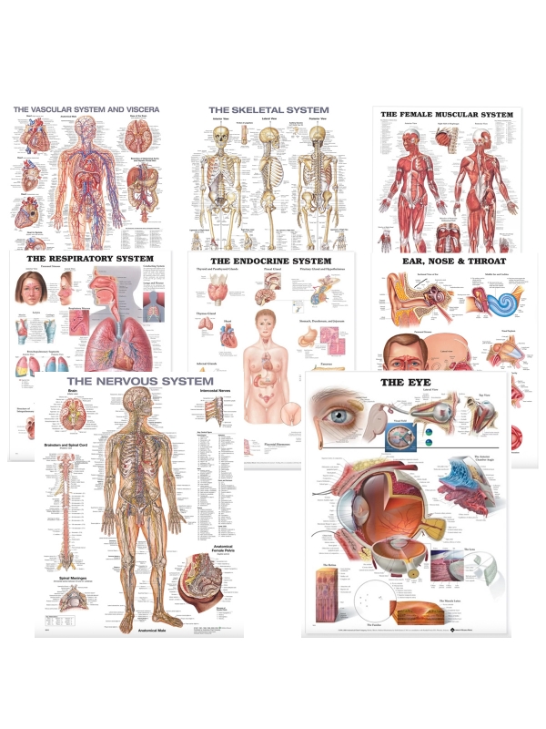 Human Body Complete Organs Systems Charts Bundle of 8 - Myaskro