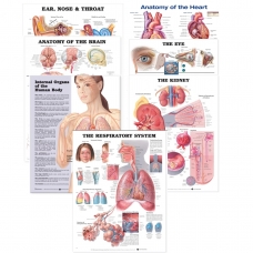 Major Organs of the Human Body Bundle of 7 Charts - Myaskro
