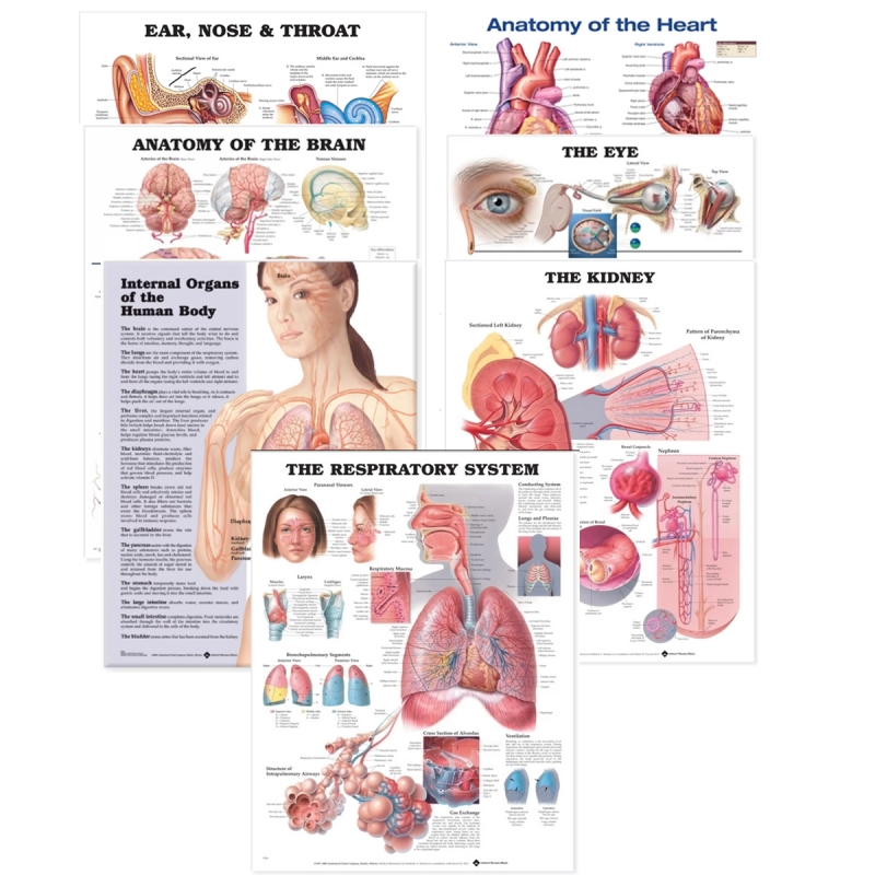 Major Organs of the Human Body Bundle of 7 Charts - Myaskro