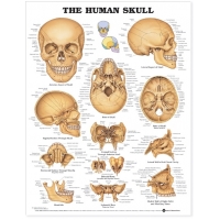Human Anatomy Charts Bundle – Ultra-Refined Detail (Set of 14) | Myaskro