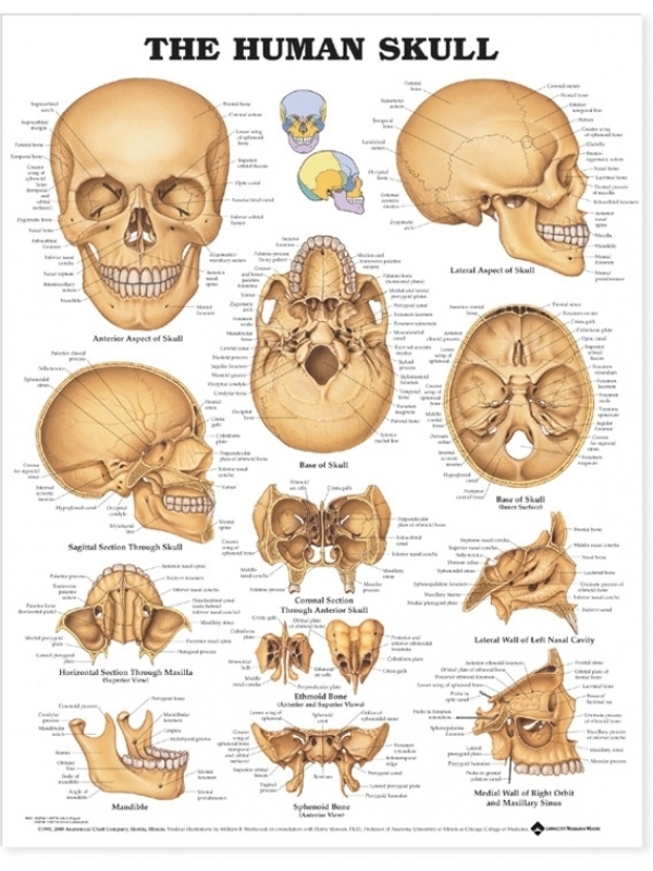 Human Skull Chart (52x70cm) With Special Rigid Lamination and Plastic Rollers