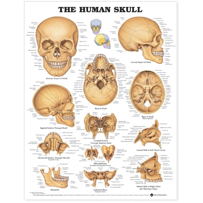 Human Skull Chart (52x70cm) With Special Rigid Lamination and Plastic Rollers