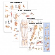Joints of The Human Body 4 Charts Bundle (52cm x 70cm) | Clinical-Grade Wall Charts - Myaskro