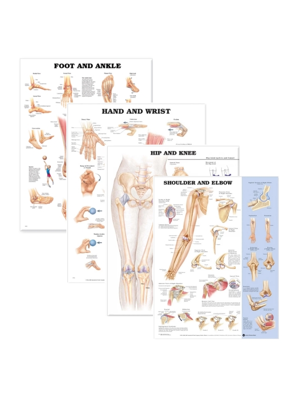 Joints of The Human Body 4 Charts Bundle (52cm x 70cm) | Clinical-Grade Wall Charts - Myaskro