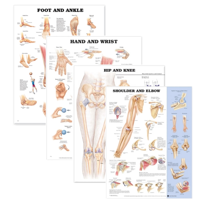 Joints of The Human Body 4 Charts Bundle (52cm x 70cm) | Clinical-Grade Wall Charts - Myaskro