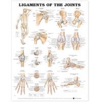 Physiotherapy Anatomical Charts Bundle (Set of 4 Charts) | 52cm x 70cm with Special Lamination and Rollers