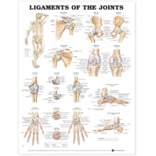 Ligaments of The Joints Chart (52x70cm) With Special Rigid Lamination and Plastic Rollers