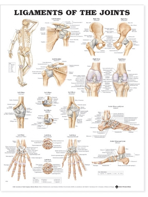 Ligaments of The Joints Chart (52x70cm) With Special Rigid Lamination and Plastic Rollers