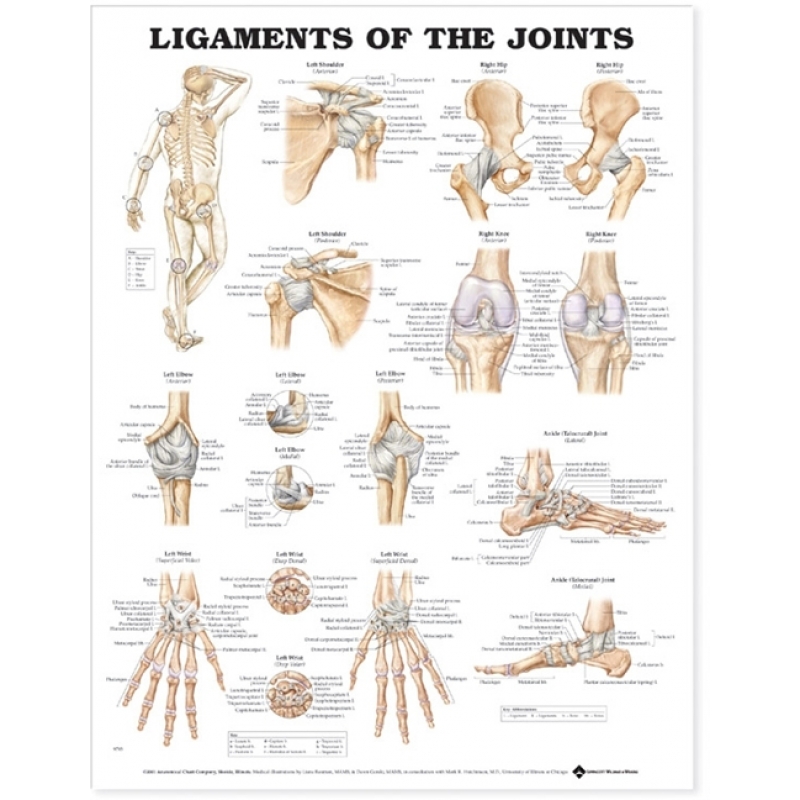 Ligaments of The Joints Chart (52x70cm) With Special Rigid Lamination and Plastic Rollers