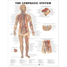 The Lymphatic System Chart (52x70cm) With Special Rigid Lamination and Plastic Rollers