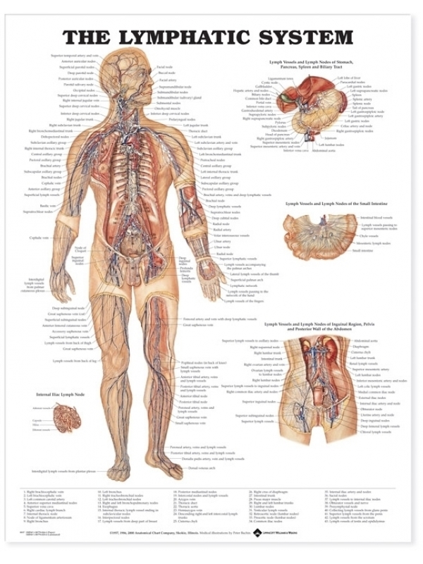 The Lymphatic System Chart (52x70cm) With Special Rigid Lamination and Plastic Rollers