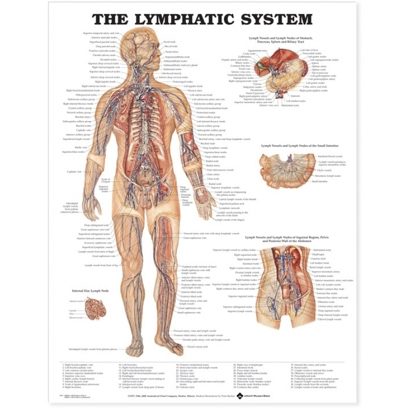 The Lymphatic System Chart (52x70cm) With Special Rigid Lamination and Plastic Rollers