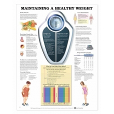 Maintaining A Healthy Weight Chart (52x70cm) With Special Rigid Lamination and Plastic Rollers