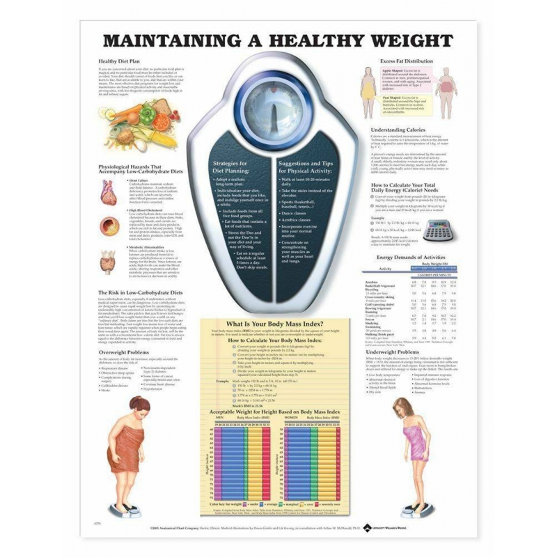 Maintaining A Healthy Weight Chart (52x70cm) With Special Rigid Lamination and Plastic Rollers