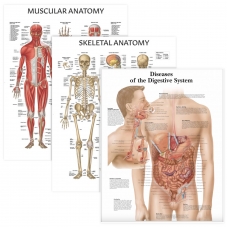 Muscular, Skeletal, and Diseases of the Digestive System Charts Bundle — Myaskro Muscular, Skeletal, and Diseases of the Digestive System Charts Bundle — Myaskro